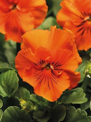 PANSY Frizzle Sizzle Orange